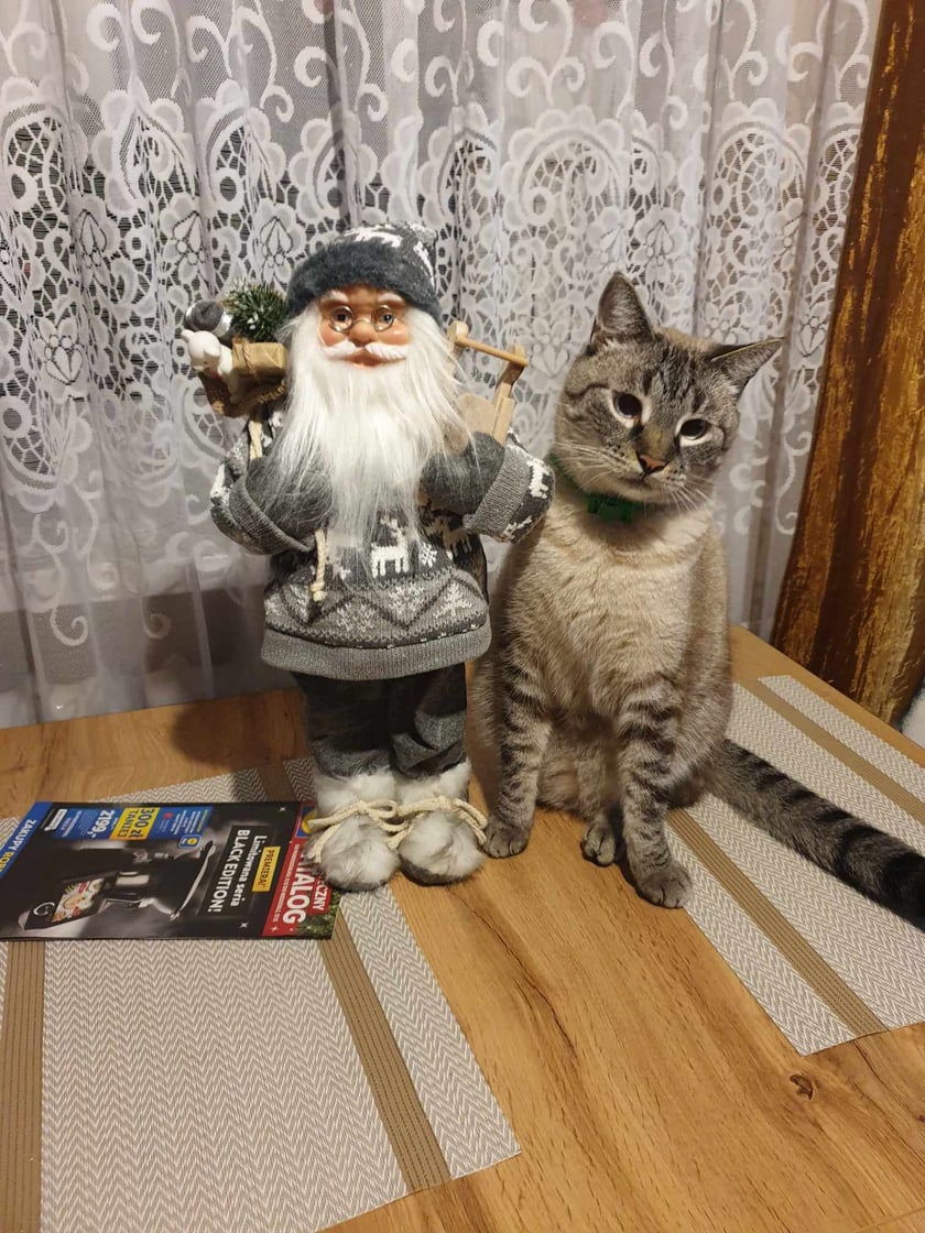 Tosiek ma prawie 3 lata. Jest łobuzem ale lubi się też przytulać.