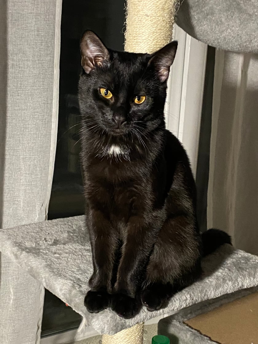 Night to jest piękny, zabawny, miziasty, 7 miesięczny kotek. Był adaptowany ze schroniska we Wrocławiu, jest czasami jeszcze trochę nieśmiały, ale po chwili staje się bardziej pewny siebie. Lubi głaski, przytulać się i mruczeć. Zawsze szaluje z piłkami o północe albo budzi swoją właścicielkę rano, bo pracuje jako budzik :)