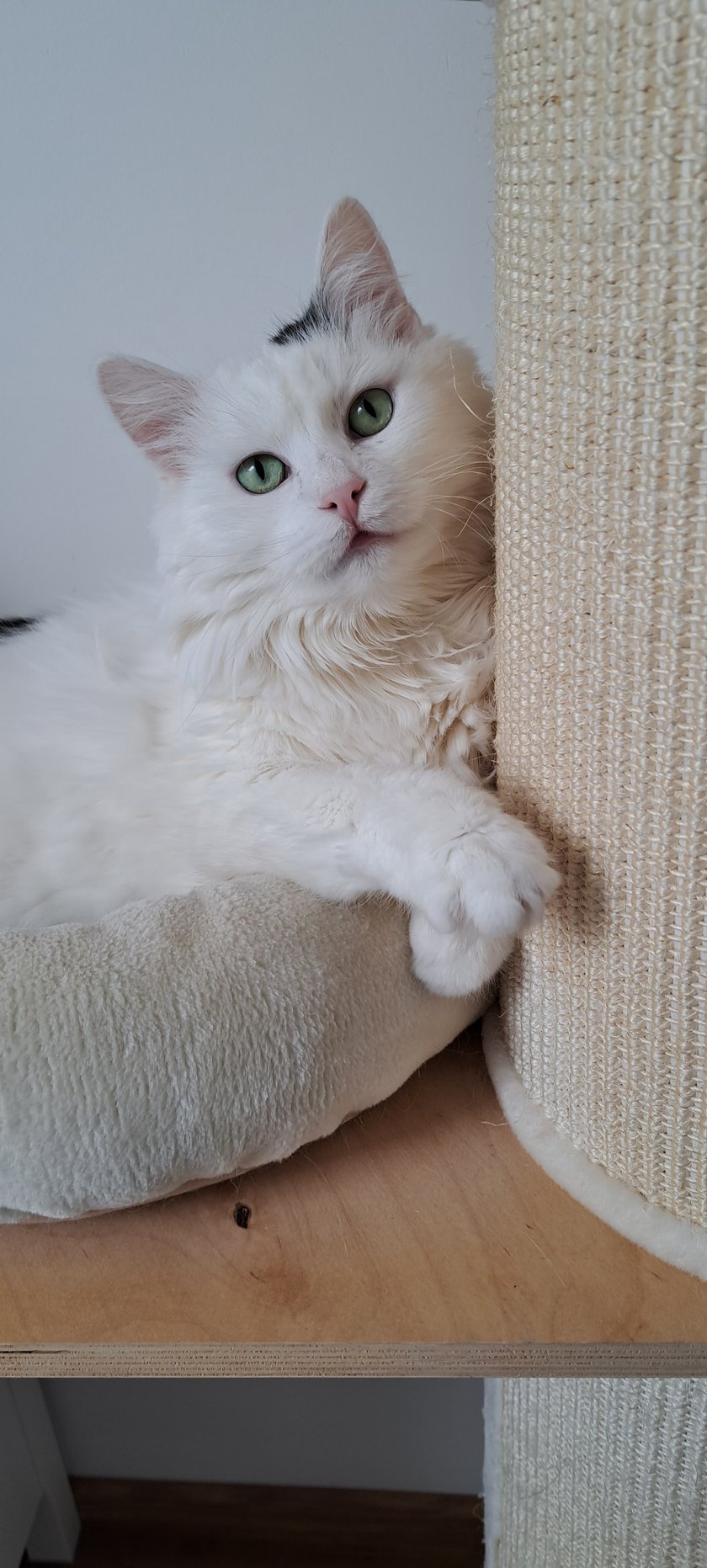 Kudłaty adopciak, wiecznie głodny leniwiec :)