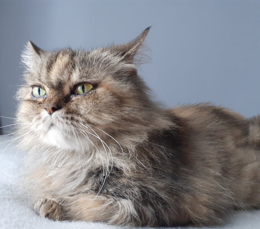 Kotka kończy w tym roku 10 lat i zostałam wzięta ze schroniska jako seniorka. Jest spokojną i łagodną kotką, która nie zachowuje się jak typowy kot, ponieważ nie wskakuje na meble, stół czy blat kuchenny. I za to ją kochamy.