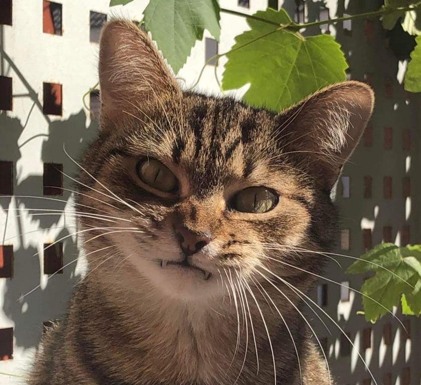 Ines, najcudowniejsza kocia dziewczyna na ziemi. Kochany przytulas, który jest zakochany w swoim człowieku.