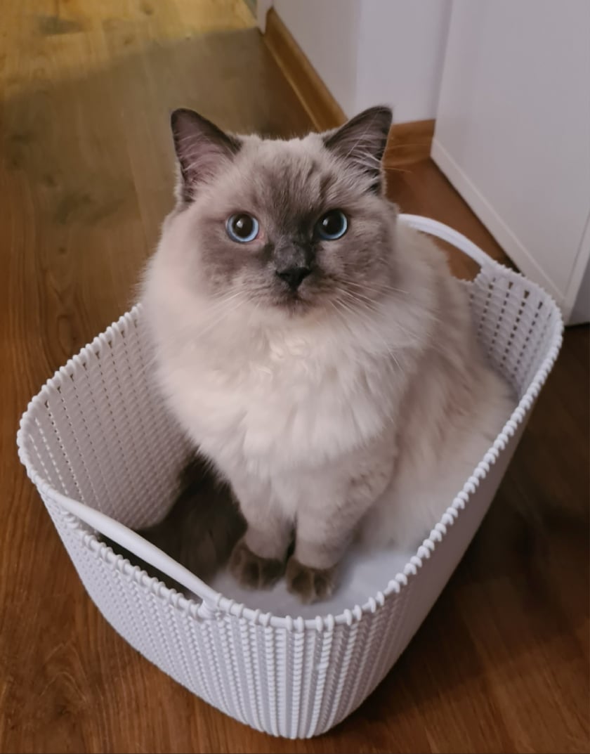 Cześć! Jestem Aki i jestem świeżo wyprany.