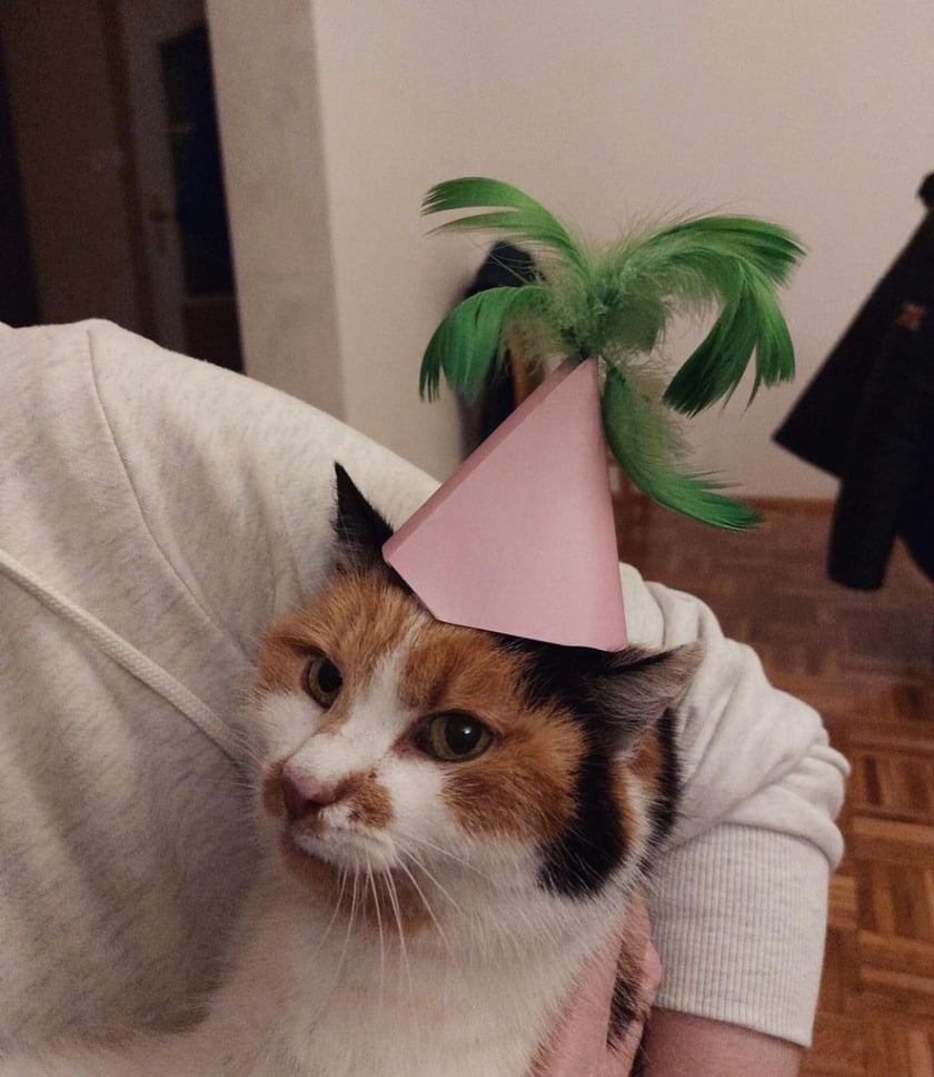 Miau! Oto zdjęcie z moich ostatnich urodzin. W tym roku kończę 12 lat i mimo że z racji wieku zostały mi tylko 3 zęby, wciąż mam dużo energii do zabawy z moją panią.