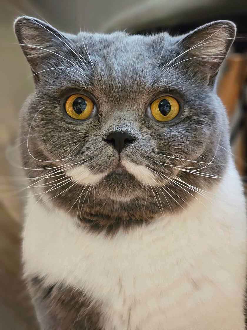 Wojtek, Brytyjczyk krótkowłosy, 4 lata.