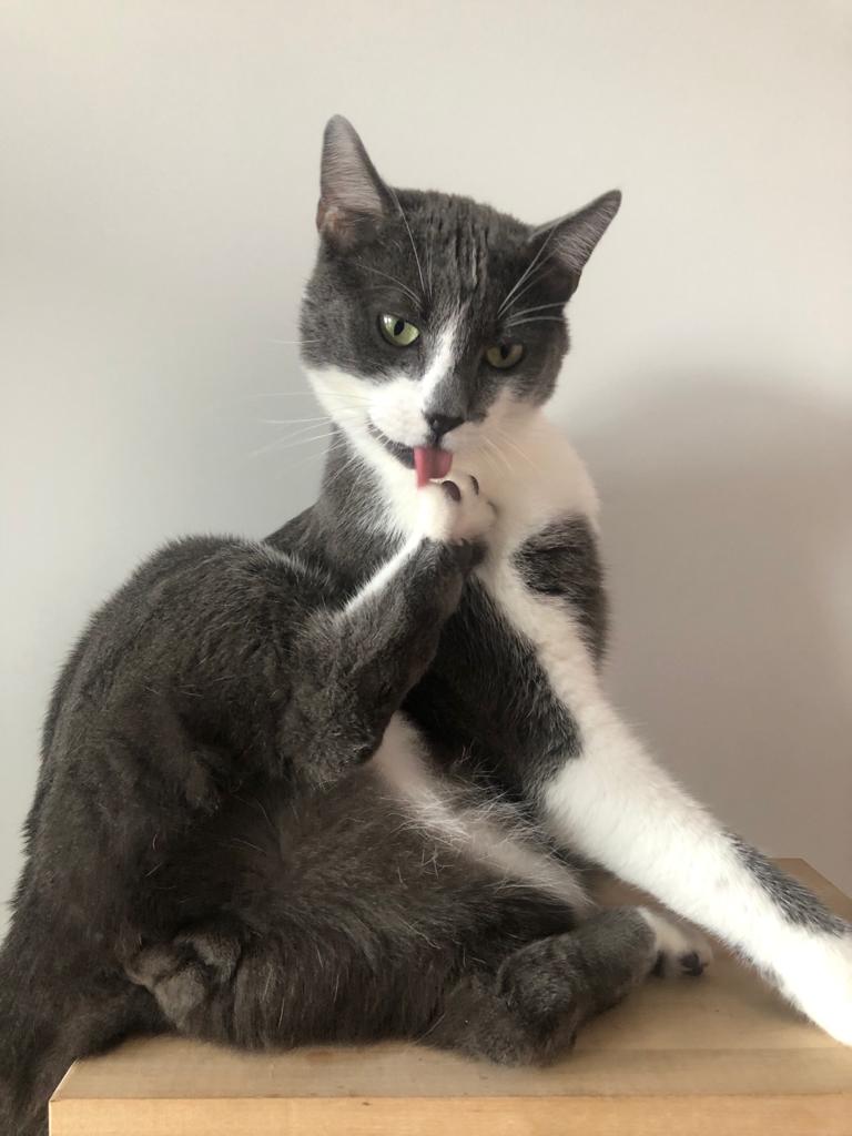 Kuba jest kotem rasy wołowskiej - pochodzi z Wołowa - małym ledwie 10 - kilowym kiciusiem. Jest internacjonalny - kot europejski, brytyjski i/lub rosyjski w jednym. Ma piękną srebrno- błękitna sierść z białymi latkami i sercem na brzuchu. Jest bardzo kontaktowy i uwielbia gości - bo przecież wszyscy przychodzą do mnie tylko po to żeby go podziwiać. Poza tym jest smakoszem kwiatk&oacute;w