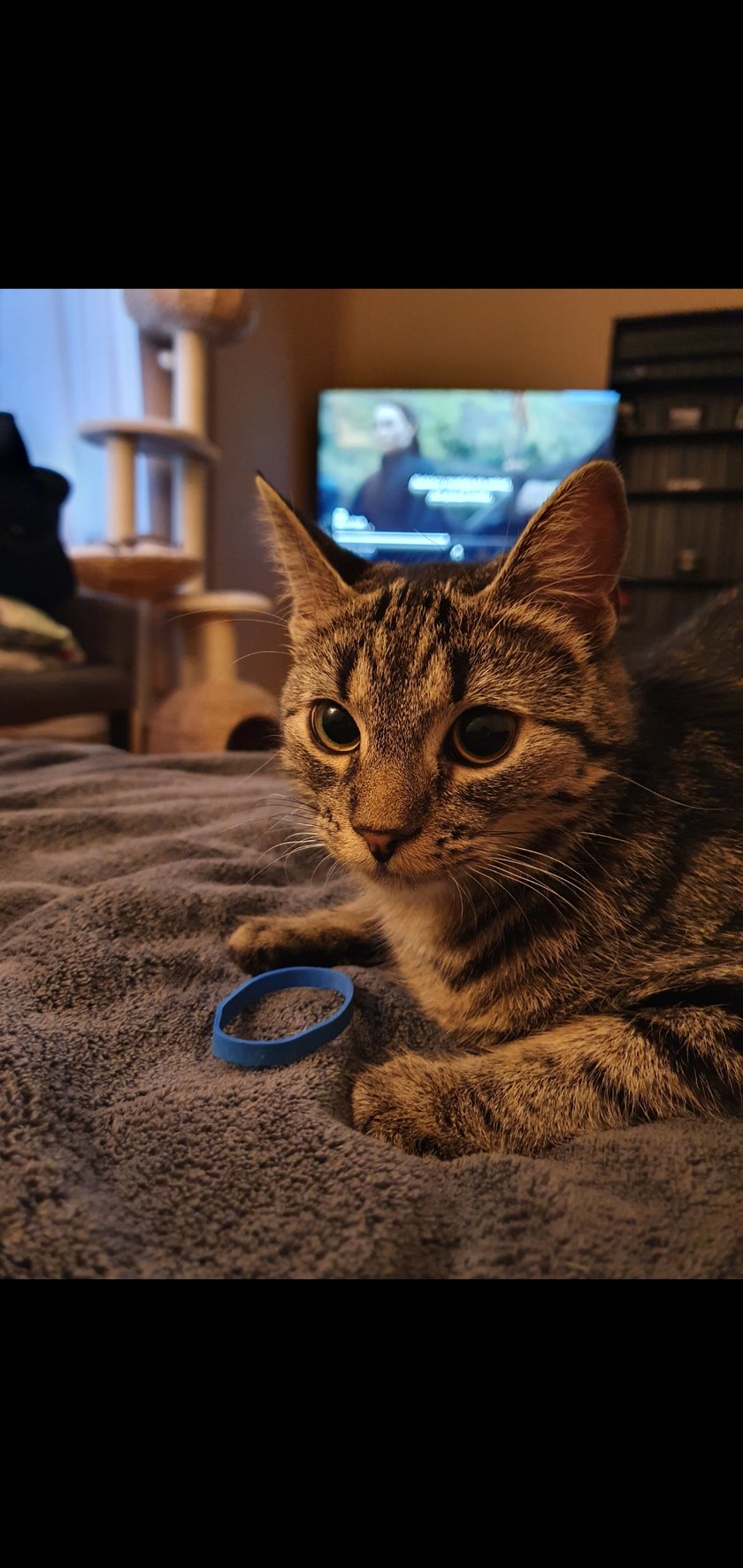 Mia jest dumną kotką rasy europejskiej krótkowłosej. Uwielbia bawić się w rzucanie gumeczek i przynoszenie ich z powrotem (tak, aportuje!). Kocha smaczki, spanko oraz nocne gry i zabawy ze swoją młodszą siostrzyczką :)