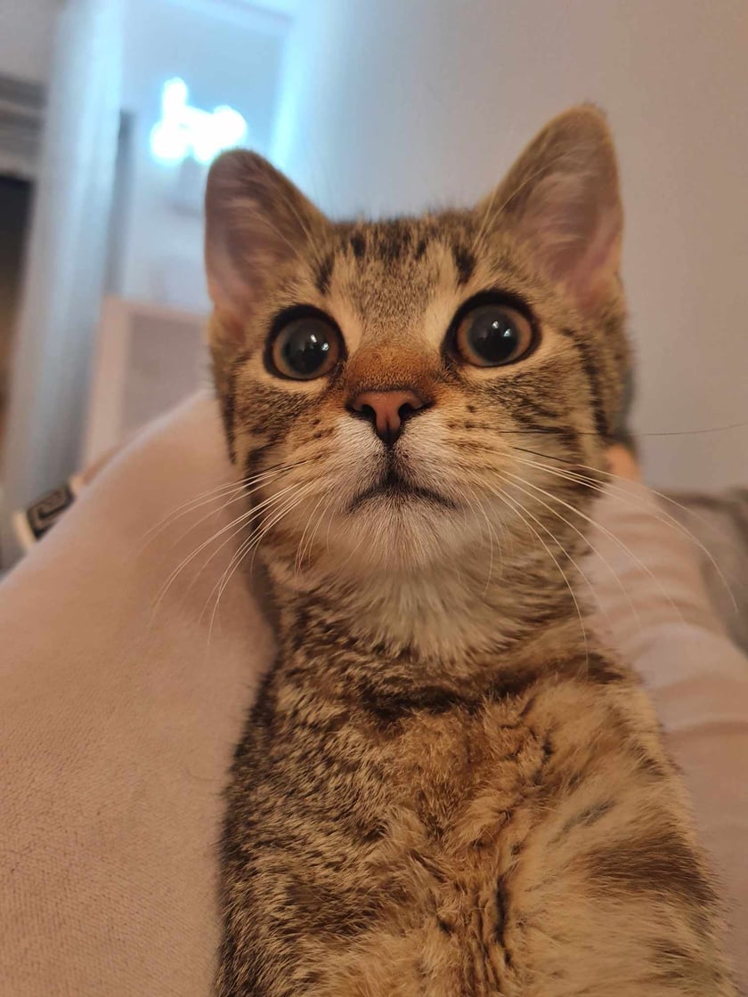 Luna jest żywiołową kotką, która uwielbia zabawy jej ulubioną myszką na wędce, zapasy ze starszą siostrą i nocne rzucanie się na stopy:)