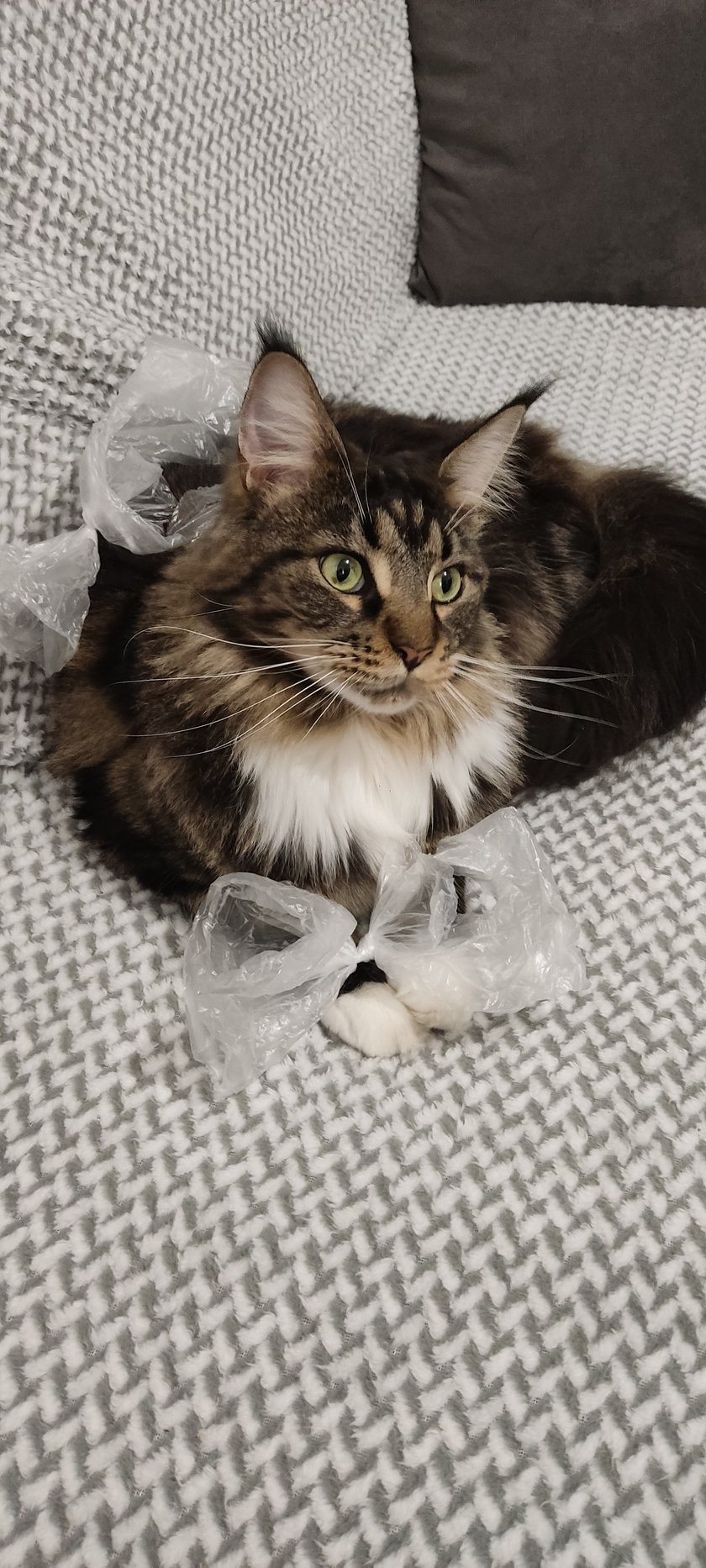 Mam na imię Kira, jestem rasy Maine Coon, ludzkich lat minęło mi 4. Zostałam adoptowana przez Wrocławskich rodziców niespełna rok temu i w tym czasie przeżyłam 2 poważne operacje a w niedługim czasie czeka mnie biopsja ponieważ prawdopodobnie mam raka jelit. Lubię polować i spędzać czas na ogrodzie.