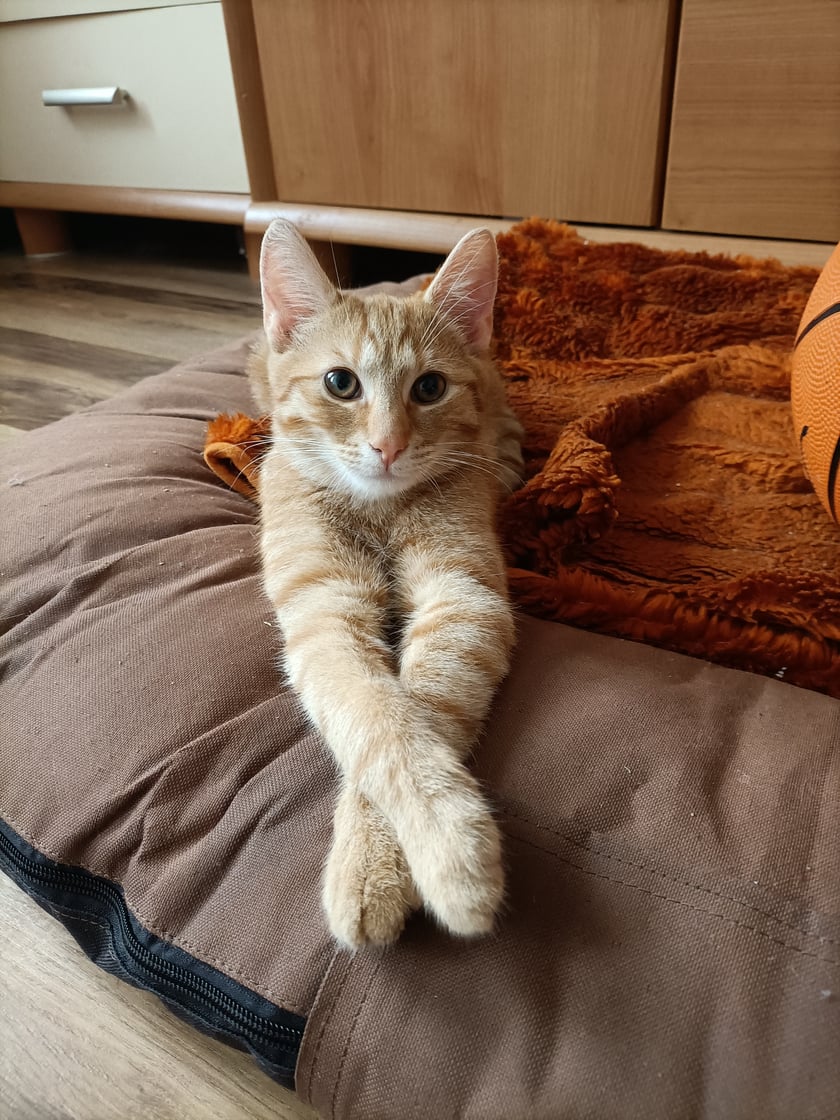 Ryszard jesteś kotem kt&oacute;ry ma ok roku, został on znaleziony na terenie zakładu pracy w wieku ok 3-4 miesięcy. Uwielbia kraść gumki do włos&oacute;w jak i bawić się woda.