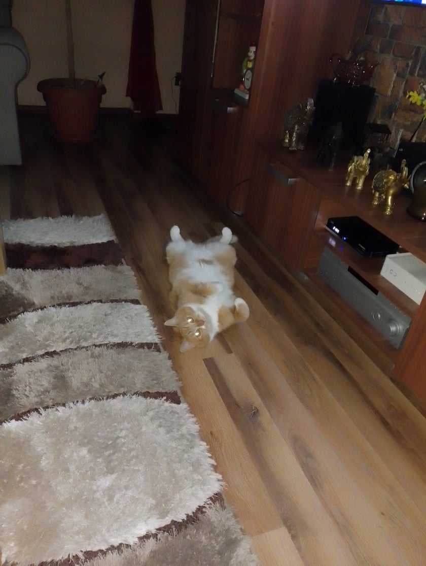 Bartus jest kochany ale jak chce jedzonko ,będzie męczył dopóki nie uzyska tego co chce ..