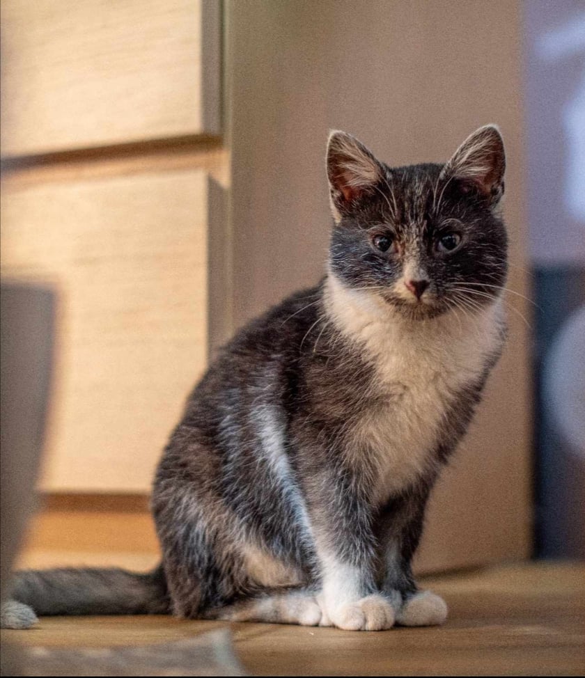 Yuki jest 6miesiecznym rozrabiaką. Znaleziony pod śmietnikiem, dziki bojący się wszystkiego. Teraz nie opuszcza nas na krok. Uwielbia bawić się myszką i spać na naszych kolanach domagajac się pieszczot.