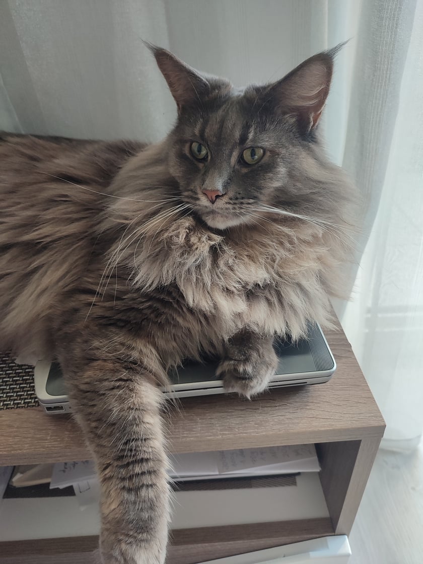 Mimi ma 3 lata, bardzo lubi różnego rodzaju zabawy -berek, aportowanie,zabawa w chowanego.Nie lubi zostawać sama w domu.Bardzo dostojna, wybredna jeśli chodzi o karmę,prawdziwa księżniczka