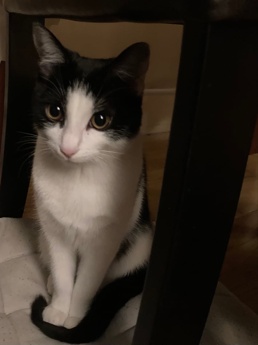 Roksi urodziła się 17 lipca 2023 roku, jest piękną, urokliwą i wdzięczną kotką, lubiącą pieszczoty i przytulaski oprócz tego lubi się aktywizować poprzez grę w piłkę swoją ulubioną kiełbaską. Rozumie, co się do niej mówi i świetnie się komunikuje intonując odpowiednim miauczeniem. Roksi jest ukochanym pupilem❤️