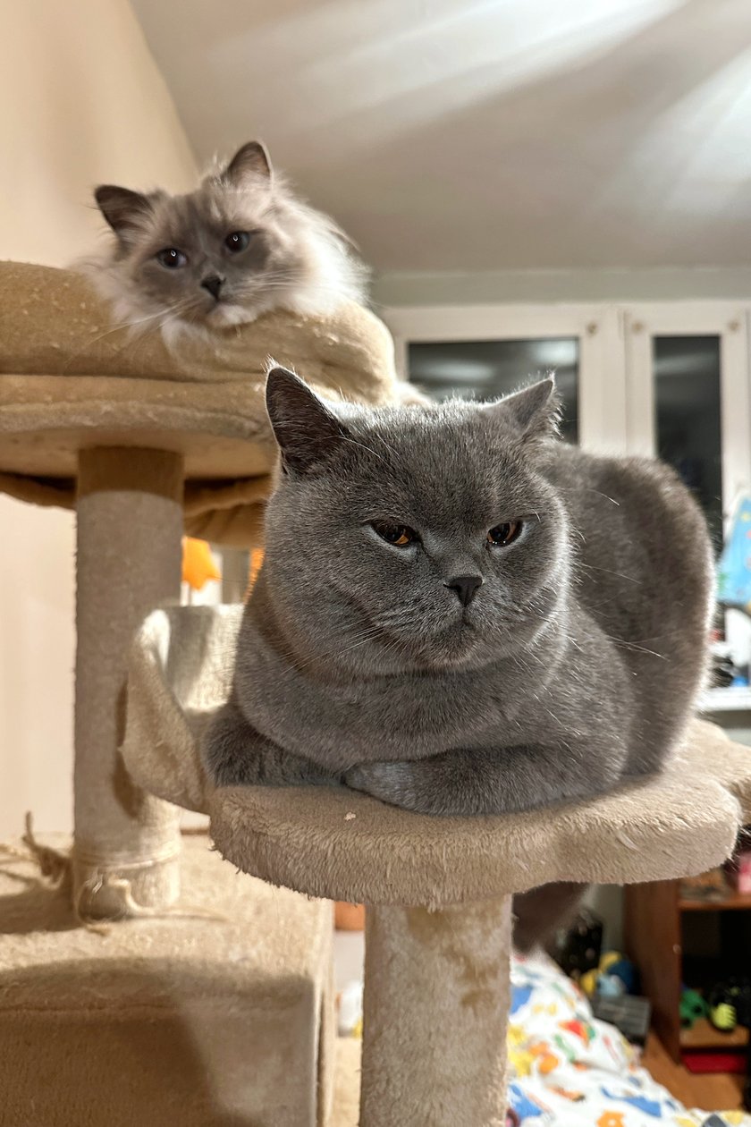 Dwóch zwariowanych chłopaków, którzy uwielbiają zabawę i mizianie. Kot brytyjski i ragdoll, którzy lubią razem spędzać czas i wiecznie dopominają się o saszety.