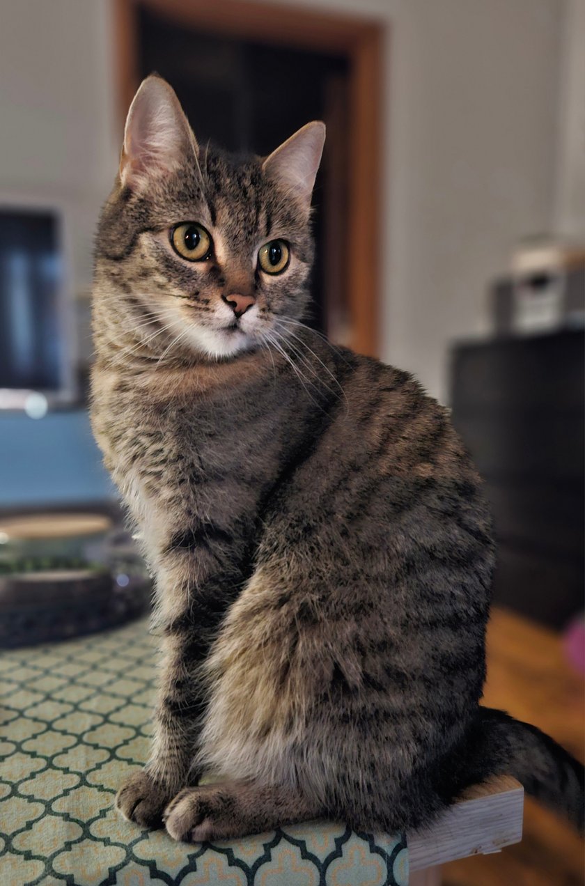 Marlenka ma 8 lat i jest typowym blokersem wrocławskim, codziennie wychodzi z domu, łazi swoimi ścieżkami po osiedlu i obserwuje życie sąsiadów z balkonu. Jako malutki kotek znaleziona w krzakach i uratowana, przygarnęłam kropka. Dorosła i teraz większość czasu spędza na spaniu, jedzeniu i spaniu, no i eksplorowaniu osiedla. Ciekawska, jednak niedotykalska, a jako że jest kotem wychodzącym, budzi standardowo o 4 rano, bo musi wyjść na dzielnię. To ona tu rządzi. Bez niej dom byłby pusty.