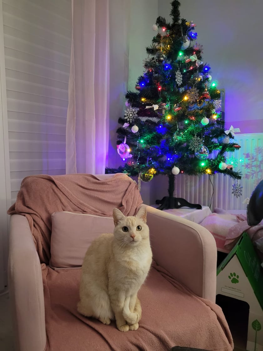 Holy to kocia znajda. Pewna starsza Pani najpierw dokarmiała ją jak inne działkowe koty, ale gdy zobaczyła jak wiele ma w sobie miłości to wzięła ją do siebie. My z mężem zakochaliśmy się w Holy gdy zobaczyliśmy w internecie ogłoszenie że szuka domu. Jej niespotykana uroda i urok osobisty sprawiły, że wiedzieliśmy że to właśnie my damy jej dom i rodzinę ❤️
Jest z nami już ponad rok i ciągle zadziwia swoją inteligencją i ogromem miłości ❤️