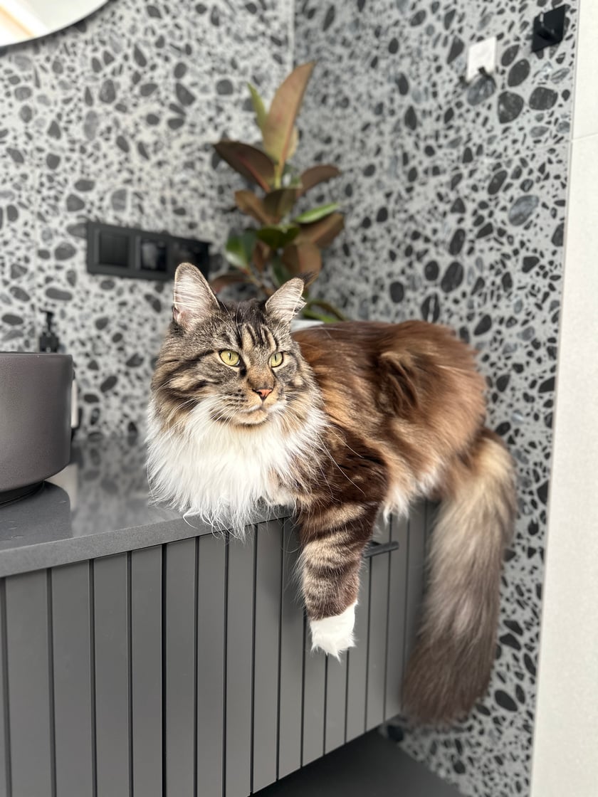 Zafira ma 4 lata i jest kotką rasy Maine Coon. Wygląda dostojnie, ale to tylko pozory - ma duszę łobuziaka. Jest bystra i wszędzie jej pełno, nic nie umknie jej uwadze. Lubi jeść, bawić się i spać. Jest bardzo odważna, dogaduje się bez problemu z innymi ludźmi i zwierzętami. Ma 2 kocie współlokatorki które ciągle zaczepia do wspólnej zabawy.