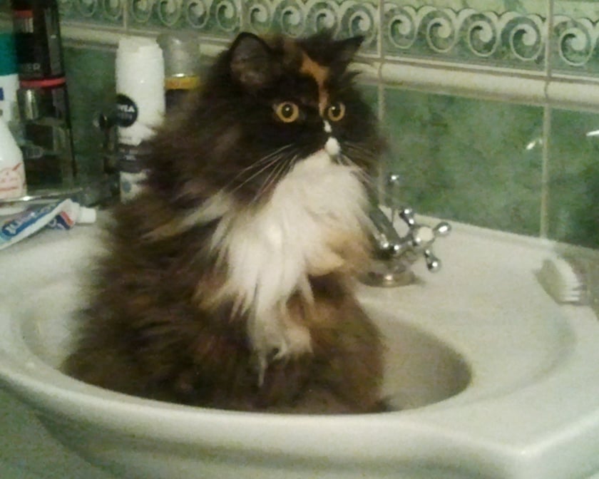 Trójkolorowa kotka o obfitym i miękkim futerku.  Uwielbia kropelki wody bezpośrednio z kranu.  Troche przytulanka, troszeczkę indywidualistka, w zależności od humoru.