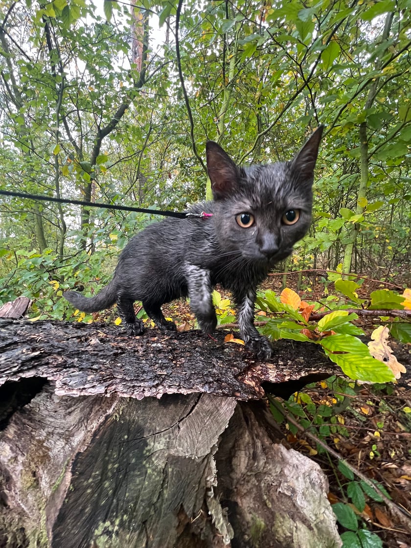 Jupi ma 10 miesiecy dachowiec,dołączył do nas i brata Leosia (3lata Maine Coon)w sierpniu 2023 i są jak bracia :) wychodzą razem na spacerki.