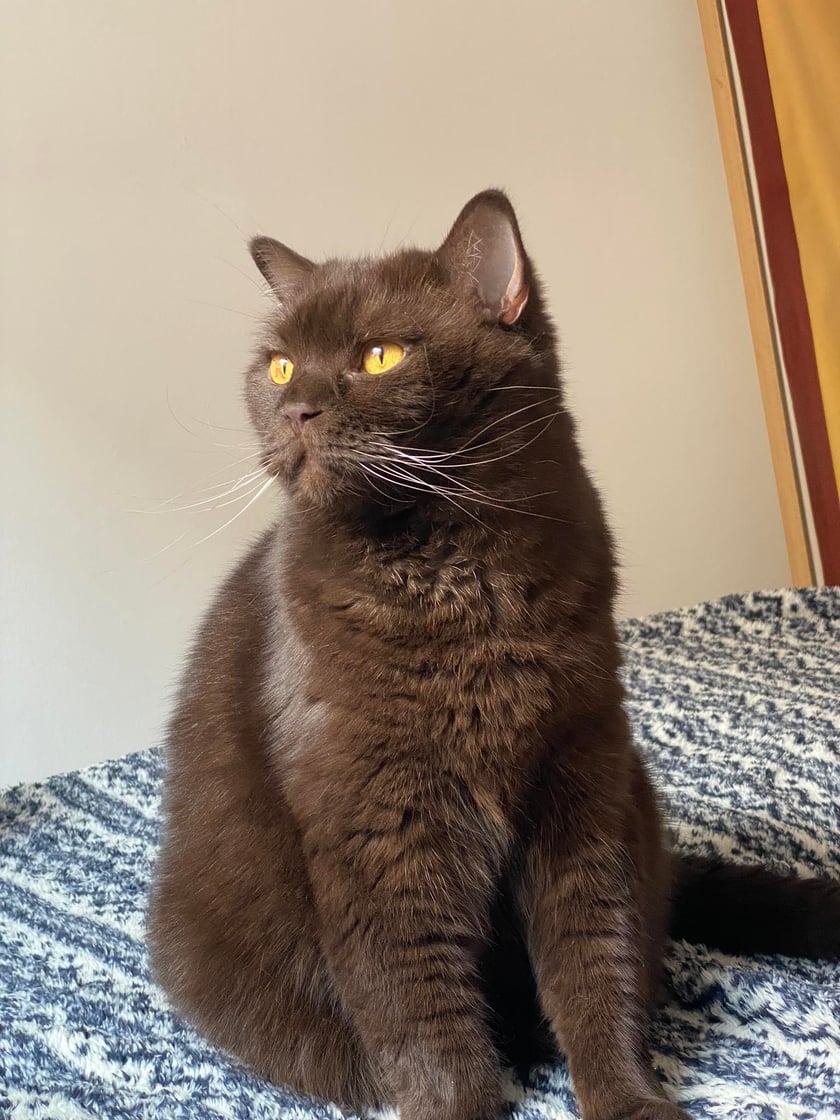 Pesto jest 6-letnim pięknym kotkiem o czekoladowym futerku. Najlepszy towarzysz życia, który mi się trafił! Kocha tuńczyka, wszelkie kocie smaczki i obserwować świat za okna. Zanim się zjawił w moim życiu, dwa tygodnie przed, zjawił się znak w postaci dużego plakatu czarnego kota o żółtych oczach.  Mimo, że jest adoptowany, szybko odnalazł się w moim domu i życiu, każdemu życzę takiej odwagi jaką ma ten kotek!