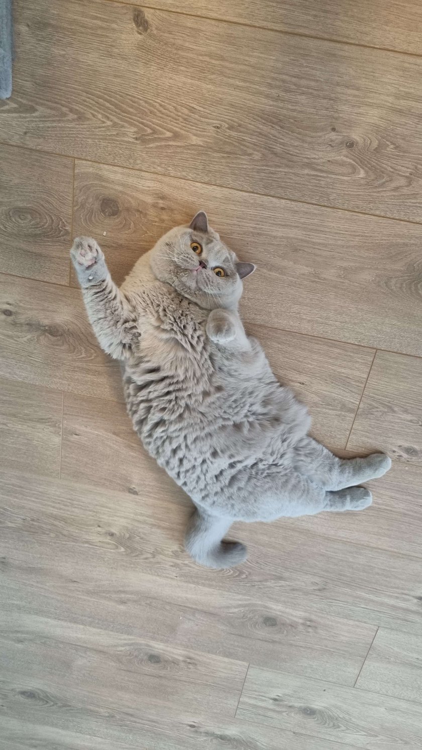 Juri to trzyletnia kotka rasy brytyjski krótkowłosy. Do jej hobby należą wygrzewanie się na słoneczku śpiąc na parapecie, domaganie się jedzenia i nastawianie brzuszka do miziania