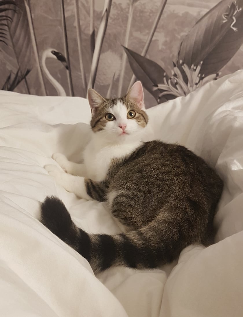 Melisa to 2.5 letnia kotka po przejściach zaadoptowana z fundacji. Lubi dobre spanie (w łóżku), jedzenie i tysiące rąk do miziania. Jest niezwykle łagodna i uwielbia kokietować. Oby żyła jak najdłużej :)