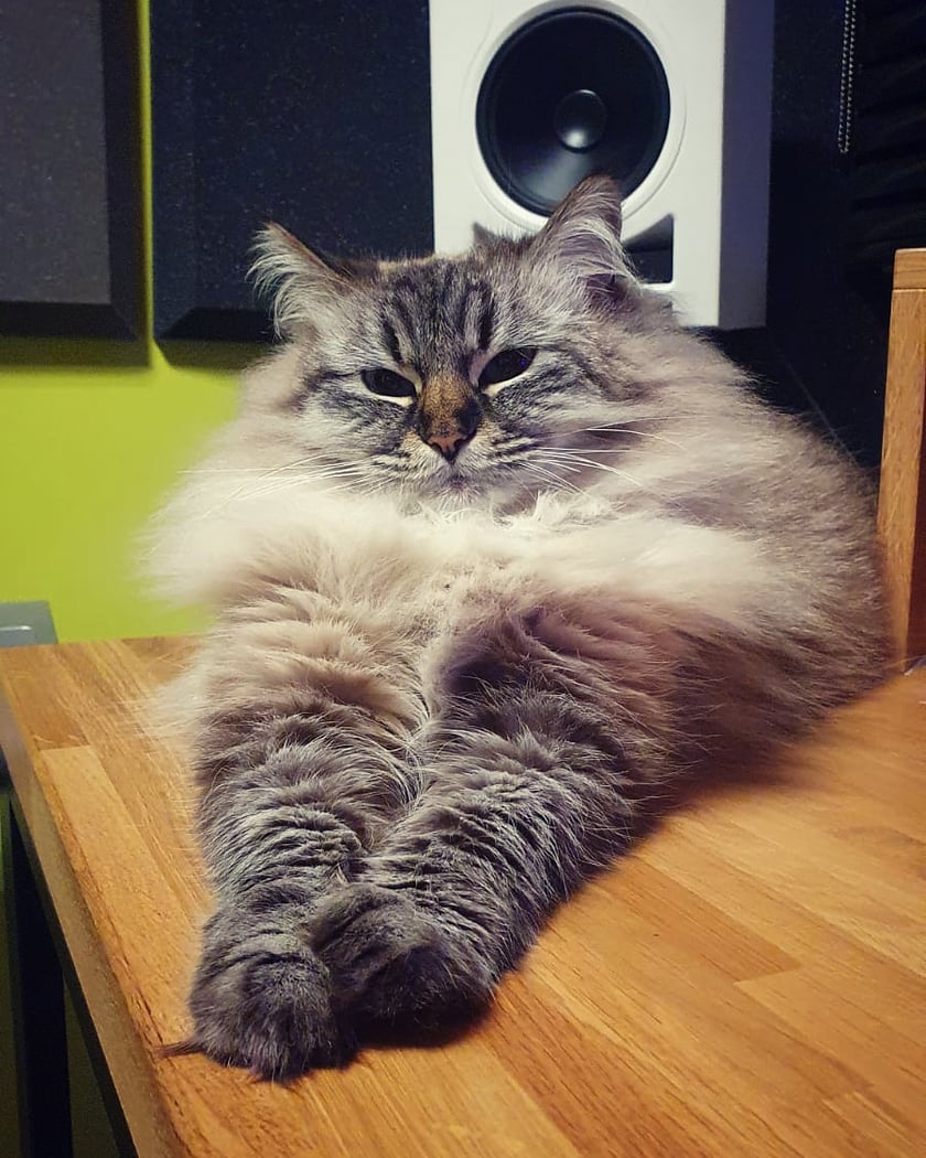 Kotka rasy Syberyjskiej. Długowłosa z puszystym futerkiem. Bardzo towarzyska, uwielbia kocie psysmaczki z kurczaka.