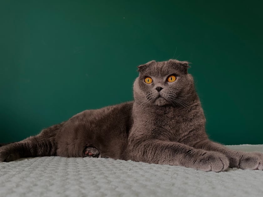 Słodki 6 letni kotek, lubi się bawić i rozrabiać.