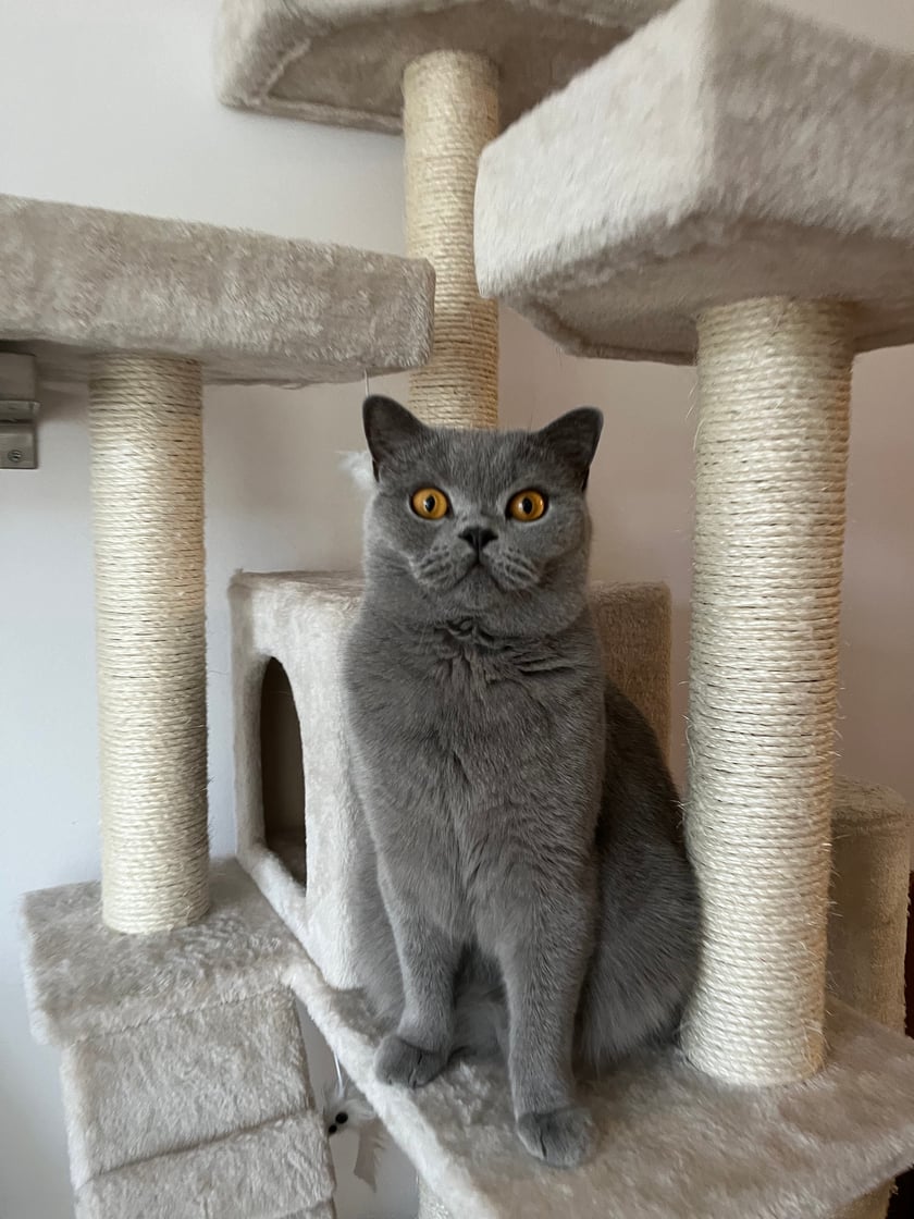 To jest Borys, polski brytyjczyk niemieckiego pochodzenia. Uwielbia zapasy, zapasy przysmaków i ciągnięcie swoich właścicieli - za pasy. Jego dwie miłości to zwierzyna - królik i jagnięcina