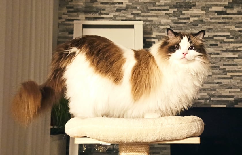 Gustaw (pseudonim Buka) to sześcioletni kocurek rasy ragdoll. Nie jest już kociakiem, ale wciąż ma mnóstwo chęci i energii do zabawy w polowanie. Poza tym lubi dobrze zjeść i porządnie się wyspać ;) Ceni sobie towarzystwo człowieka i potrafi głośno domagać się pieszczot i uwagi.