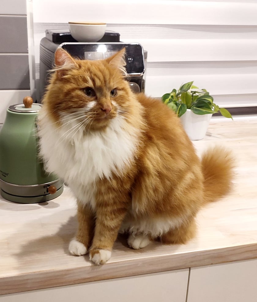 Nasz przesłodki 1,5 roczny dachowiec posiadający domieszkę krwi rasowej