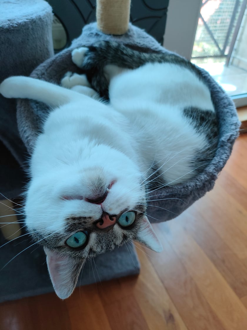 Piękna i mądra 18 miesięczna niemowa, zabrana jako malutka Kicia z wrocławskiego schroniska. Początkowo bardzo nieufna, teraz przytulanka i najlepszy cierpliwy przyjaciel dla mnie i dwóch moich synów.