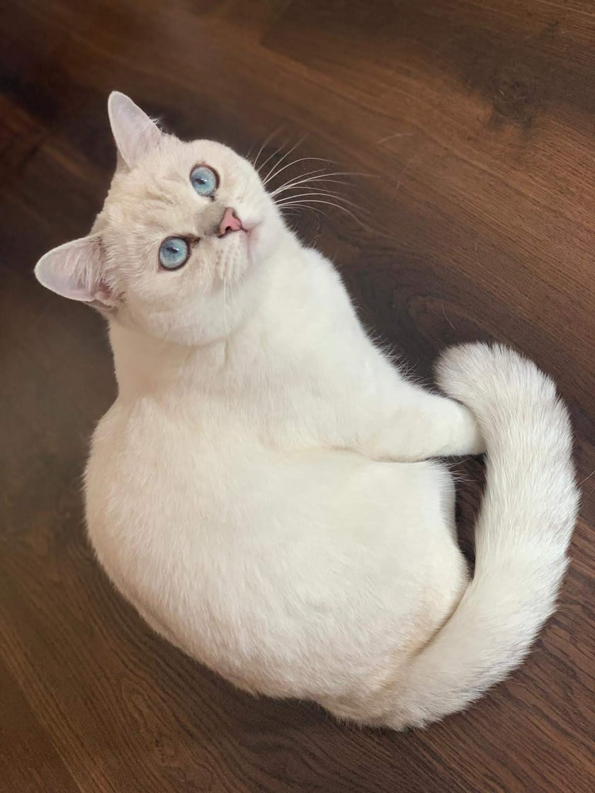 Czujna obserwatorka życia domowego- dotrzymuje towarzystwa o każdej porze i w każdym miejscu. Najbardziej uwielbia szafy i wszelkie schowki.