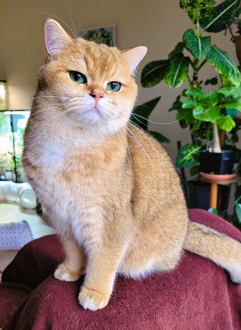 błyskotliwa, ciekawska, krótkowłosa Brytyjka, 3 lata, uzależniona od pieszczot