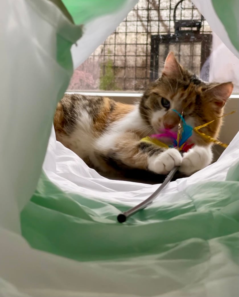 Cześć, jestem Figa, mała wojowniczka z wielkim sercem. Moje życie nie zaczęło się łatwo- urodziłam się na ulicy. Zostałam uratowana przez dobrych ludzi z Fundacji Ja paczę sercem. Teraz mam kochających rodziców i starszego brata, który jest moim najlepszym przyjacielem. Mimo że straciłam oczko z powodu chorób to w ogóle nie przeszkadza mi to w byciu łobuzem! Moi rodzice mówią, że jestem słodka jak owoc figi- stąd moje imię.