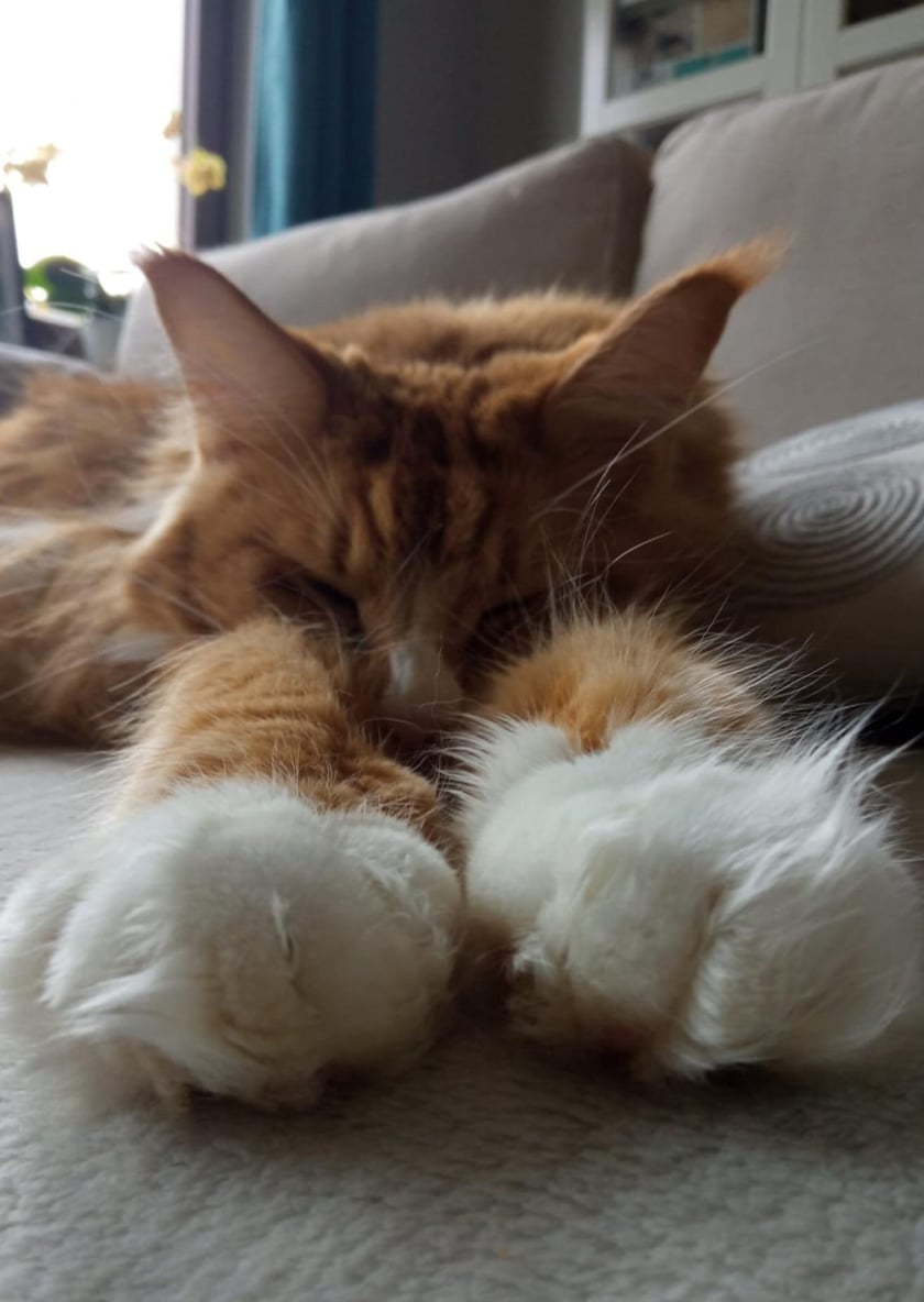 Migotka to trzyletnia kocica rasy Maine Coon.  Urocza ruda kotka,  która uwielbia wylegiwać się na kanapie i  odkręcać wodę w kranach.