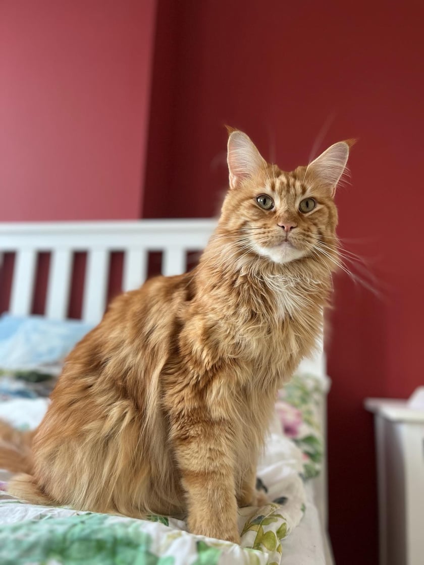 Ragnar to trzyletni kocur rasy Maine Coon. Mały kotek w dużym rudym trochę ciapowatym kocim ciele. Uwielbia spać i mruczeć. Jest bratem Migotki która też startuje w konkursie