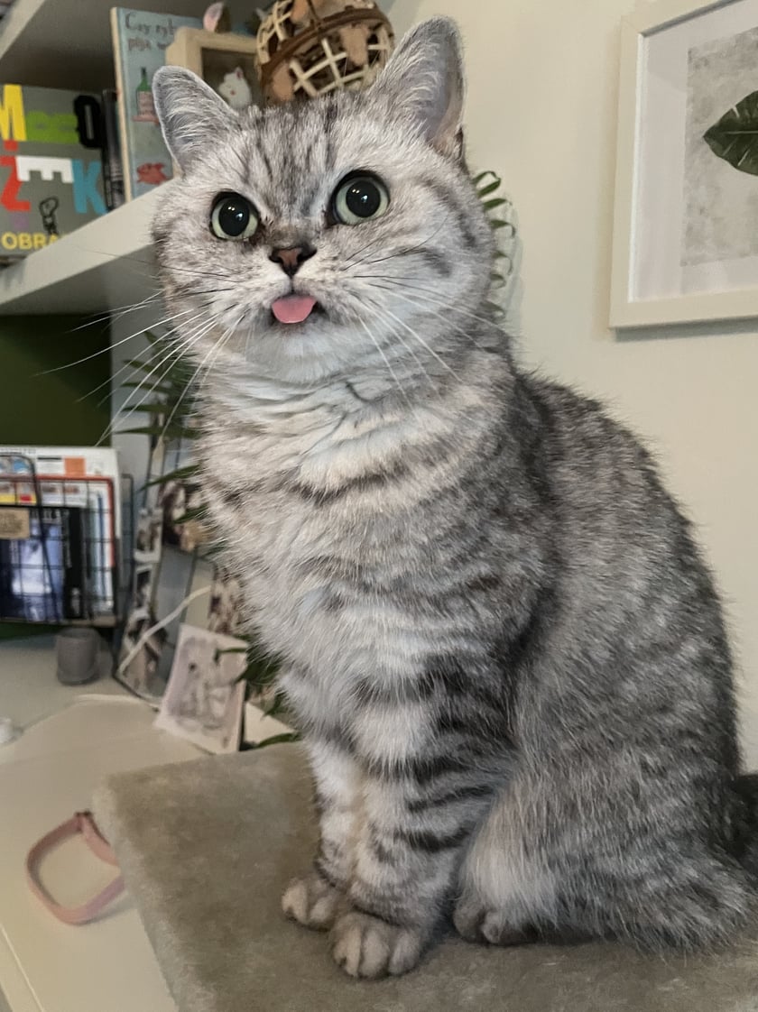 To piękne 8-letnie stworzenie wielkości szynszyli (2,3 kg!) ma osobowość kociątka i niezwykle pacyfistyczną naturę- nie zabije nawet muchy (choć głównie dlatego, że nie potrafi). Swoje niezwykłe przywiązanie zwykle wyraża poprzez parsknięcie w twarz o poranku. W wolnym czasie szaleje z laserami i puchatymi myszami.