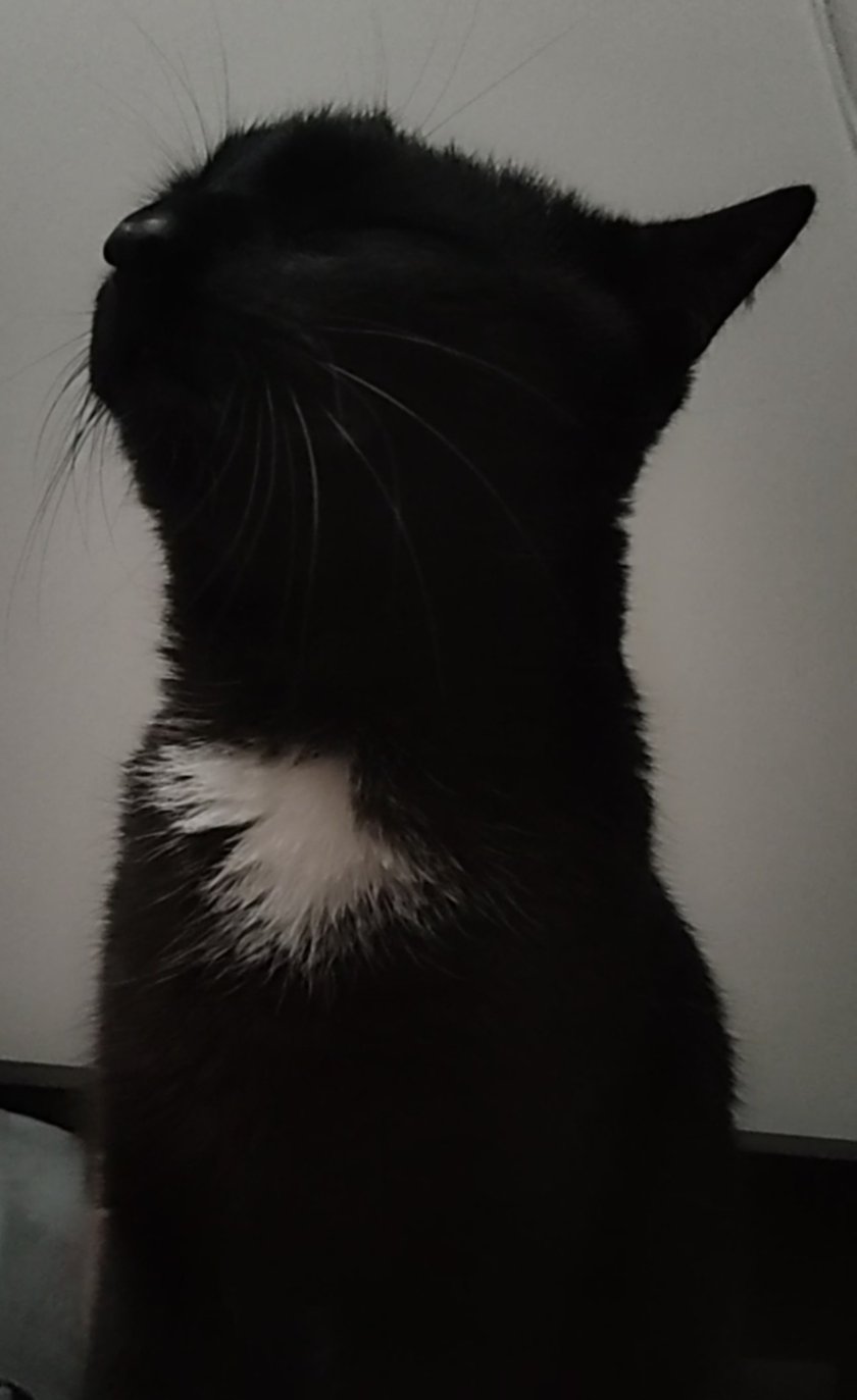 Gryzli jest kocurkiem i ma prawie 2.5 roku.