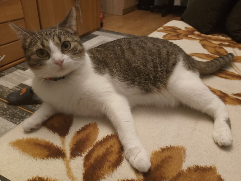 Jest to cudowna kicia bardzo towarzyska lubi się łasic jeść bawić się rozwalać rzeczy ale jest przede wszystkim przyjacielem człowieka