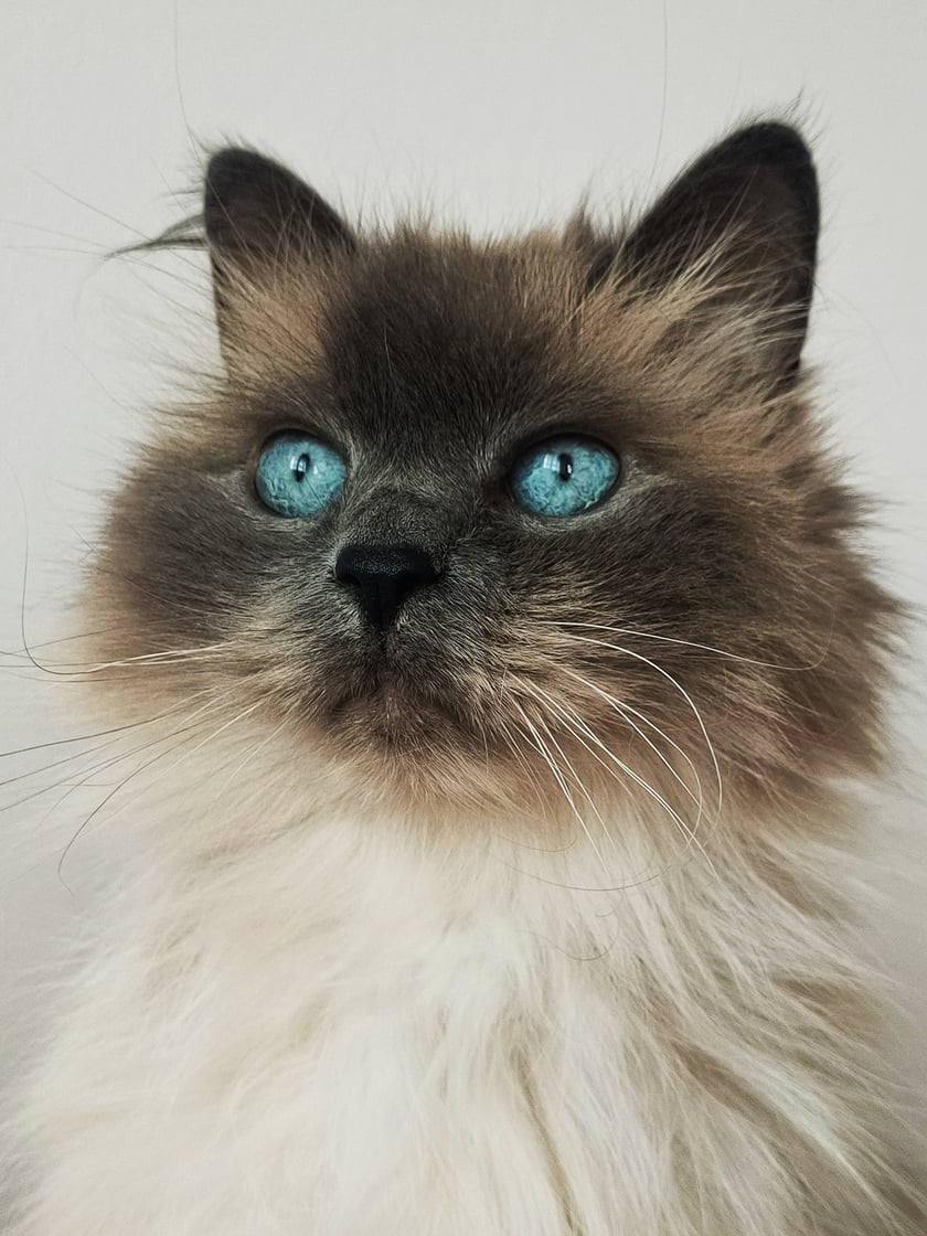 Trzynastoletnia puchata gaduła, która czyni każdy mój dzień lepszym. ♥️