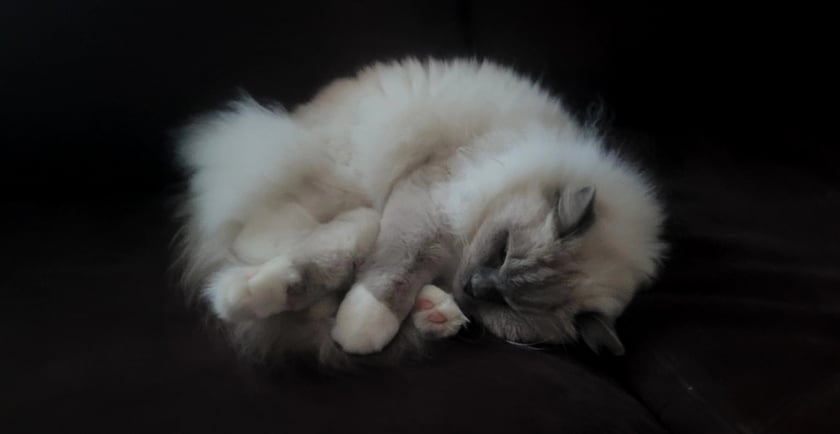 Zumba zwana przez nas Kitulinką ma ponad 3 lata to kot rasy Ragdoll. Bardzo charakterna dziewczyna.