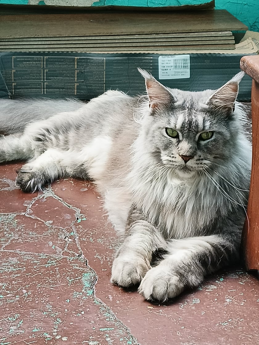 Lunka kochana jest wspaniałym kotem adoptowałem ją odwzajemnia . Swojim mru mru.