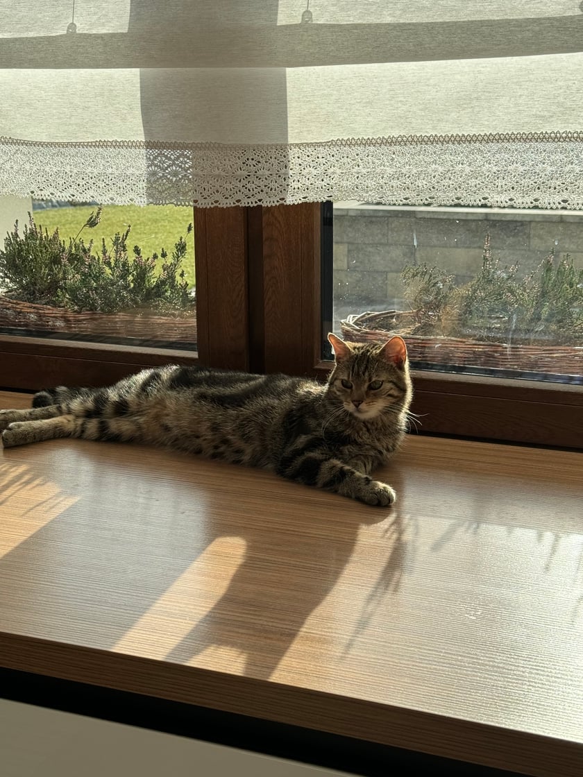 Leonek to kot, w którego żyłach płynie wsiowa krew. Jest odratowaną znajdą. Charakterek ma konkretny- cwaniaczek, który nie da sobie w kaszę dmuchać. Leonek to inteligentny kotek, potrafi robić siad, ale oczywiście nie za darmo- bo za smaczka.