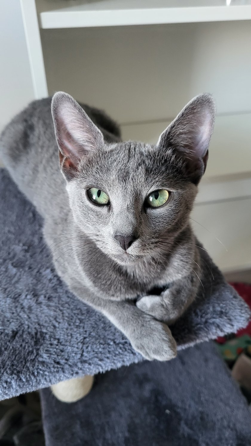 Dakota to kotka rosyjska niebieska. Mieszka razem z siostrą i bratem. Za kilka dni będzie miała rok. Jak to kot rosyjski musi być ze swoim człowiekiem wszędzie, od kuchni po sypialnie - prawdziwa atencjuszka ;) 
Jej ulubione zabawki to kolorowe piłeczki i paragony. 
Najfajniej jest na rękach u taty, a zaraz po tym w kartonie po butach. 
Każdy zakochuje się w jej szmaragdowych oczach.