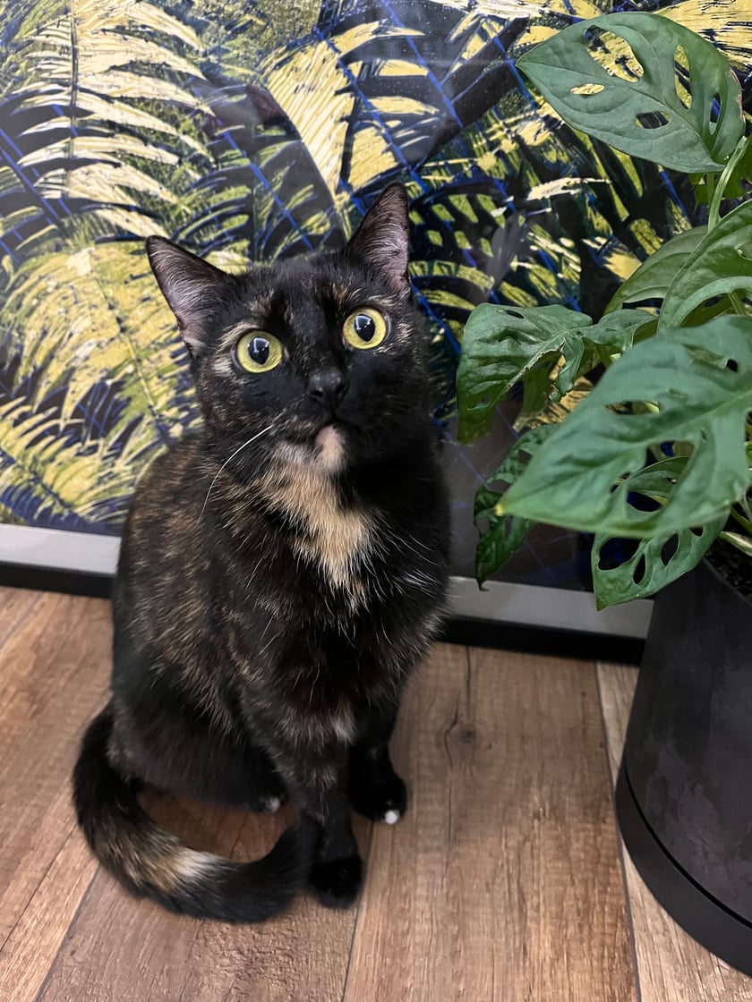 Hildzia to Wrocławianka, pochodzi z Fundacji Neko skąd ją adoptowaliśmy z mężem. Jest naszym oczkiem w głowie, towarzyszy nam we wszystkich aktywnościach, dużo z nami podróżuje. Jest niezależną Kicią, która uwielbia szczekać na ptaki za oknem i zawsze musi zajrzeć w każdy kąt.