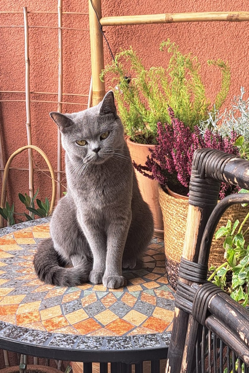 Rubi jest niespełna trzyletnią kotką. Uwielbia zabawę gumkami do włosów. Chętnie zabiera je ukradkiem i chowa pod dywan. Wśród domowników ma swojego ulubieńca - Bartusia. Rubi budzi nas wszystkich rano donośnie miałkując domaga się zainteresowania i pieszczot.