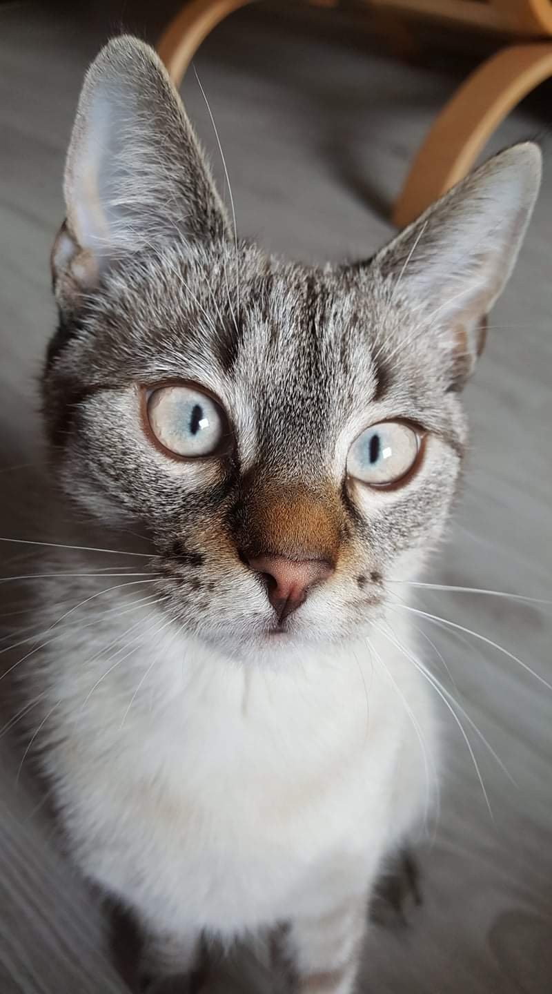 Iggy jest 7 letnim kocurem. Nie jest typowym kotem na kolanka, przychodzi tylko jak ma na to ochotę, a tak jest niedotykalski.