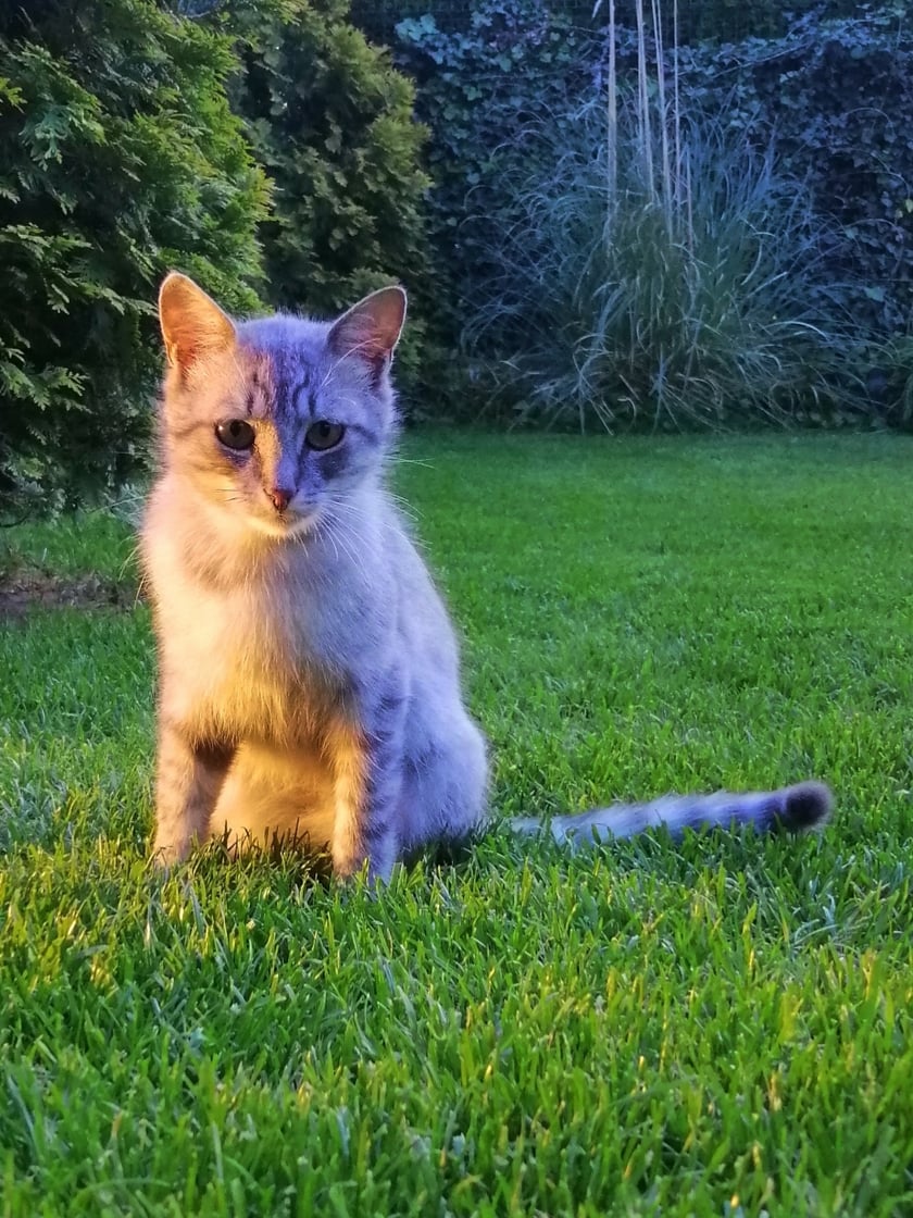 Sylwek to bardzo radosny, aktywny kot. Spanie I jedzenie to jego priorytety, lecz lubi od czasu do czasu pobiegać za laserkiem. Ma 2 lata I chciałaby zostać kotem Wrocka. Lubi oglądać tenisa (bardziej ogląda się za latającą w tą I z powrotem żółtą piłką) Kibicuje wrocławskiemu tenisiście Hubertowi Hurkaczowi. Lubi towarzystwo I jest dobrym kocim przyjacielem.
