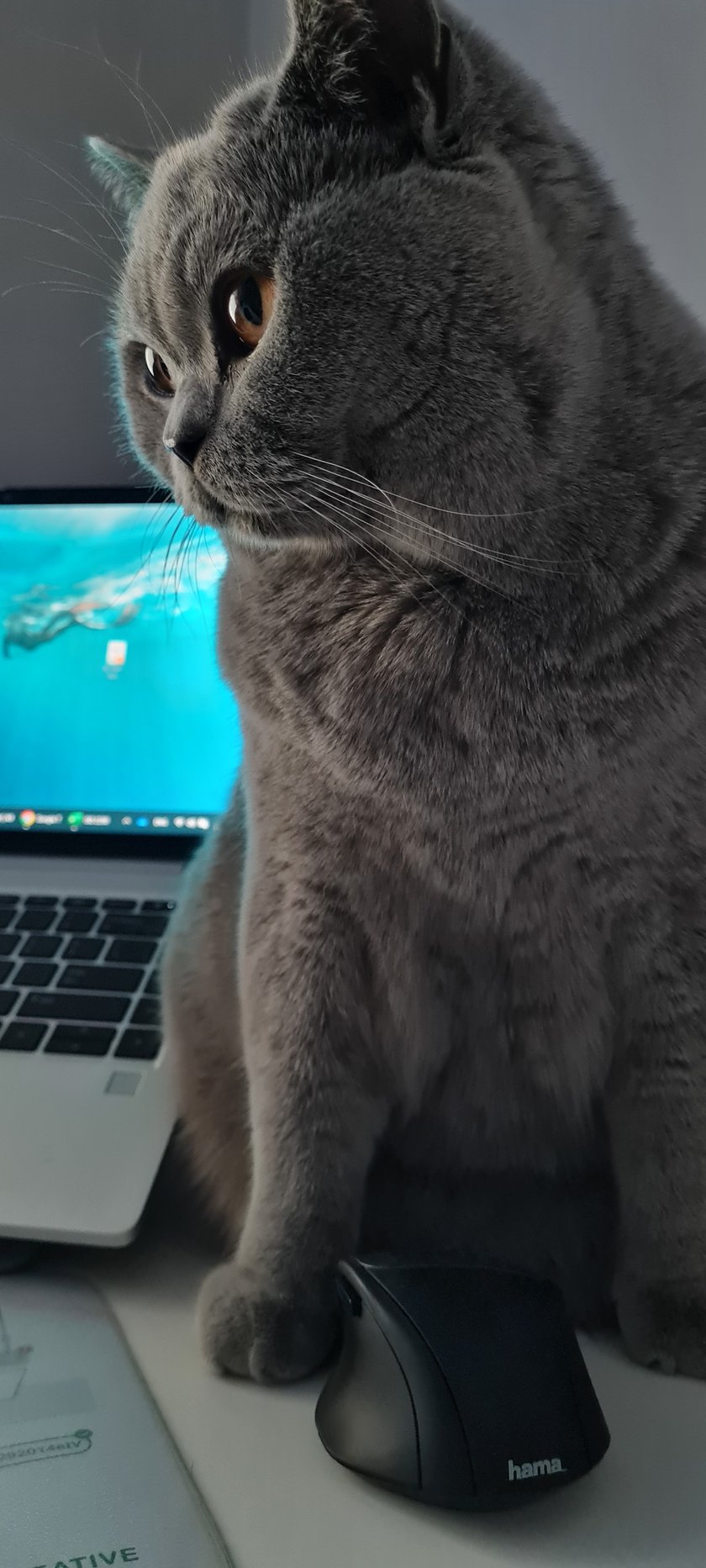 Największym marzeniem Megan jest, aby wszystkie kotki miały kochających ludzi, dobr domy i pełne  brzuszki :)